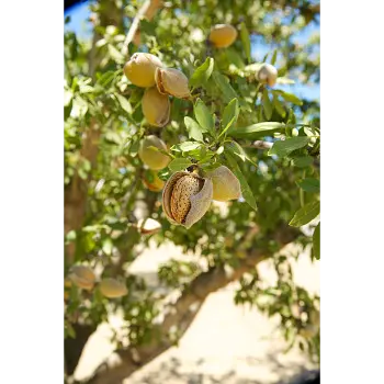 Organic California Almond